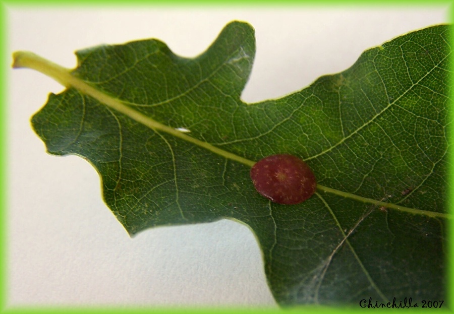 Neuroterus laeviusculus 